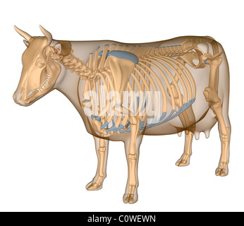 Anatomie des Skeletts Kuh Stockfoto