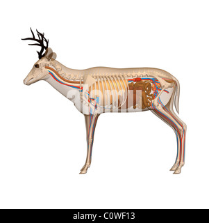 Hirsch-Anatomie Stockfoto