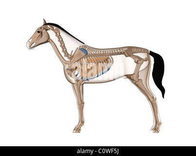 Pferd Anatomie Atemwege transparente Lunge Stockfoto