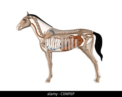 Pferd Anatomie Verdauung Magen Skelett Stockfoto