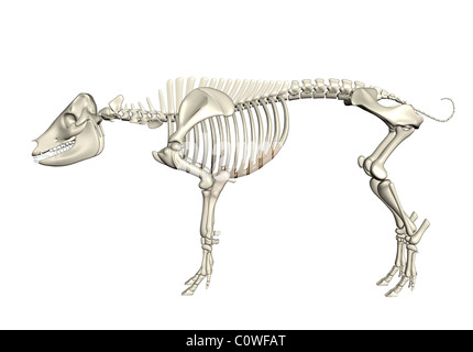 Schwein Anatomie Skelett Stockfoto