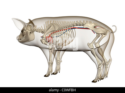 Schwein Anatomie Herz Kreislauf Skelett durchsichtigen Körper Stockfoto