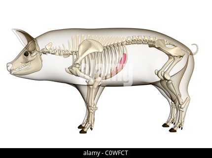 Schwein Anatomie Milz Skelett durchsichtigen Körper Stockfoto