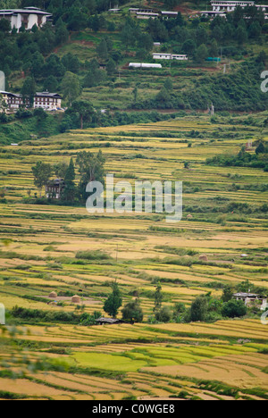 Fruchtbare Reisfelder des Lobesa-Tals in der Erntezeit von Chimi Lhakhang gesehen Stockfoto