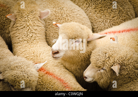 Nahaufnahme einer Gruppe von markierten Schafe auf einer Fähre in Süd-Australien. Stockfoto