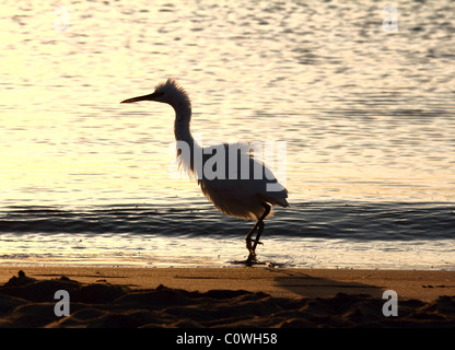 Spaß zerzaust Reiher Vogel auf Küste am Morgen Stockfoto