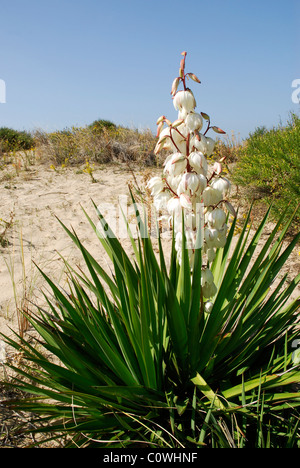 Küste von La Coubre in Frankreich, Region Poitou-Charentes mit weißen Blumen Yucca Gloriosa im Vordergrund Stockfoto