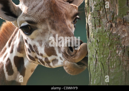 Giraffe lecken Baumrinde mit Zunge. Stockfoto