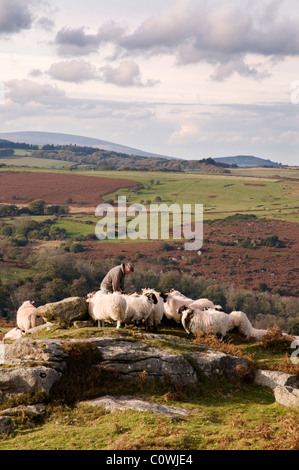 Landwirt seine Schafe füttern, in der Nähe von Sattel-Tor auf Dartmoor Stockfoto