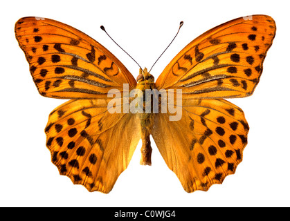 Makro von männlichen Silber gewaschen Fritillary Butterfly (Argynnis Paphia) isoliert auf weißem Hintergrund Stockfoto