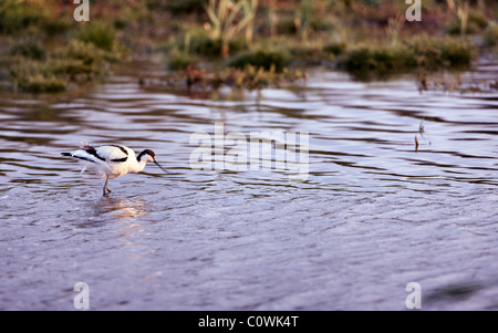 Säbelschnäbler Recurvirostra Avosetta, Fütterung, North Norfolk UK Stockfoto