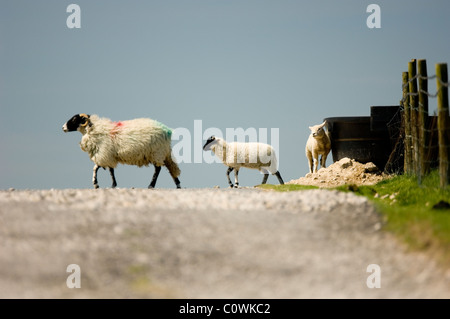 Schafe auf Malham Moor Yorkshire Dales Stockfoto