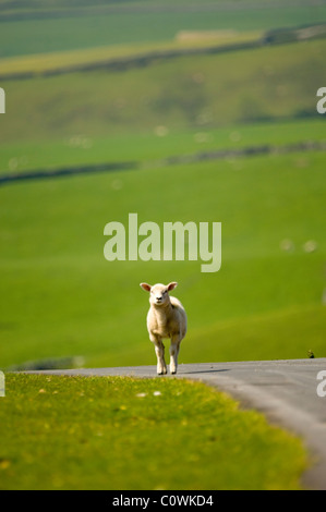 Schafe auf Malham Moor Yorkshire Dales Stockfoto