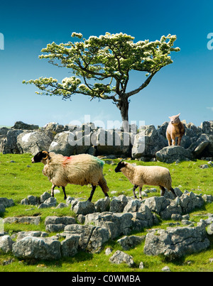 Schafe auf Malham Moor Yorkshire Dales Stockfoto