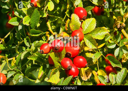 Hagebutte - Hüfte 12 Stockfoto