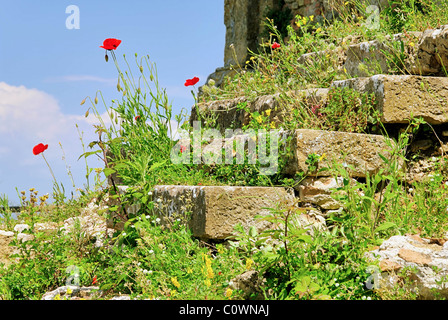 Klatschmohn Vor Mauer - Klatschmohn vor der Wand 09 Stockfoto