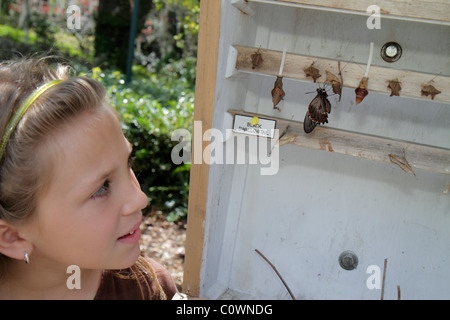 Orlando Florida, Harry P. Leu Gardens, Schmetterling, Chrysalis, Erwachsene, Erwachsene, Schwarzer Schwalbenschwanz, Mädchen, Junge, weibliche Kinder, FL1004 Stockfoto