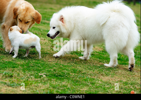 Gruppe von Hunden spielen auf einer Wiese (American Pit Bull Terrier
