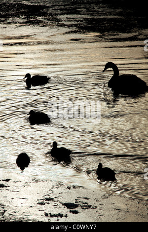 Dorf von Farndon, England. Silhouette Winter Blick auf Enten und Schwäne auf einem teilweise gefrorenen Fluss Dee. Stockfoto