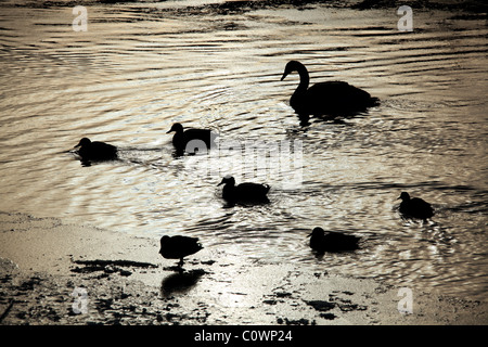 Dorf von Farndon, England. Silhouette Winter Blick auf Enten und Schwäne auf einem teilweise gefrorenen Fluss Dee. Stockfoto