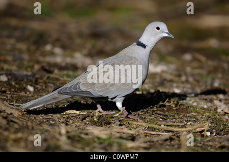 Erwachsenen Kragen tauchte im Frühjahr. Dorset, UK März 2007 Stockfoto