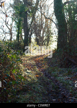 Wald-Pfad, UK Stockfoto