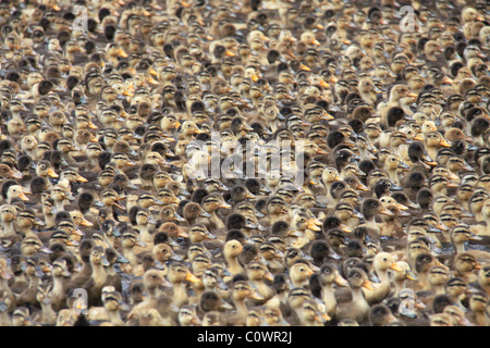 Herde von Enten Paddeln im Fluss Stockfoto