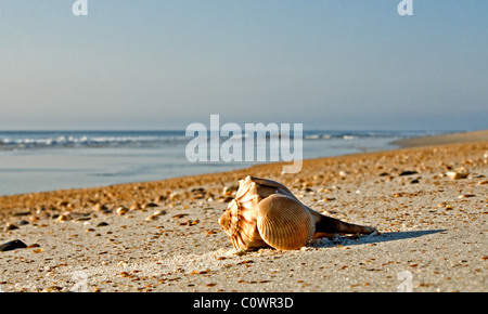 Einsamer Blitzschlag am Strand von Jacksonville Beach, Florida, inmitten von Fußspuren und Fahrradreifen Stockfoto