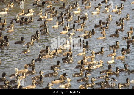 Enten im Fluss paddeln Stockfoto