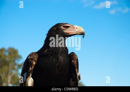 Wedge-tailed eagle Stockfoto