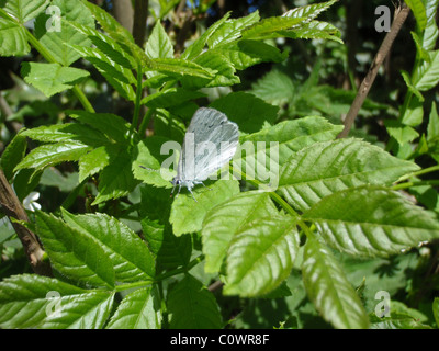 Kreide Blue Butterfly Hill 'Lysandra Coridon' Wth Flügel geschlossen. Stockfoto