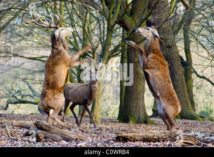 Rotwild Hirsche kämpfen Stockfoto