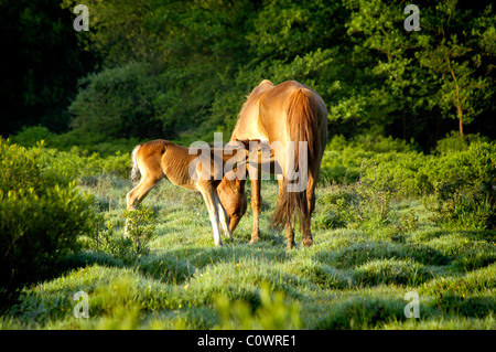 New Forest Ponys Stockfoto