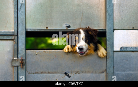 Schäferhund im Pferdeanhänger als eine Hundehütte. Stockfoto