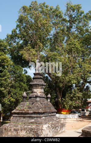 Stupa und Baum mit Bändern, Wat Aham, Luang Prabang, Laos Stockfoto