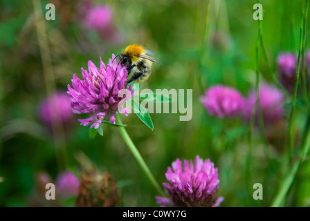 Hummel auf Klee Blüte; bewölkten Tag. Stockfoto