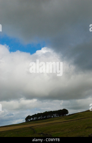 Baumbestand am Horizont, bewölkter Himmel Stockfoto