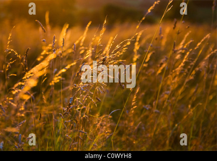 Wilde Gräser, Abendlicht Stockfoto