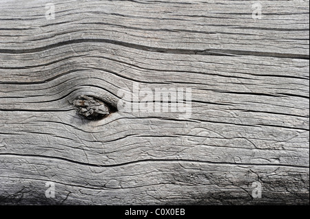 Detail der Rinde der gefallenen Lodgepole pine Stockfoto