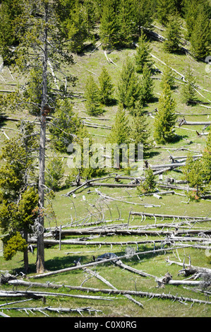 Foto von einige gefallenen tot Lodgepole Kiefern im grünen der Jungbäume live im Yellowstone National Park. Stockfoto