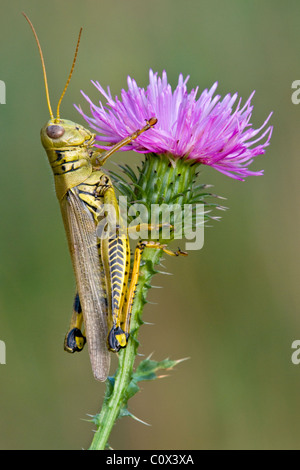 Differential Grasshopper Melanoplus differentialis auf Swamp Thistle Cirsium muticum Michigan USA, von Skip Moody/Dembinsky Photo Assoc Stockfoto