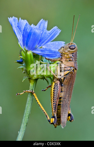 Differential Grasshopper Melanoplus differentialis auf Chicory Cichorium intybus Eastern USA, von Skip Moody/Dembinsky Photo Assoc Stockfoto