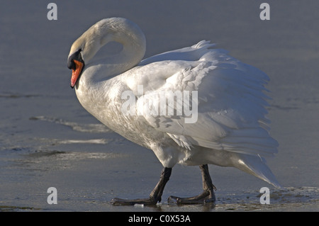 HÖCKERSCHWAN CYGNUS OLOR WALKING ON ICE WINTER UK Stockfoto