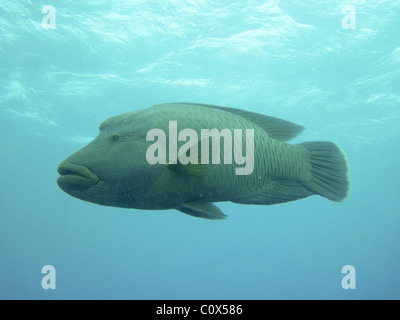 Maori-Lippfisch (Cheilinus Undulatus), aka Humphead Warse, Napoleon-Lippfische oder Napoleonfish. Great Barrier Reef, Queensland AUS Stockfoto