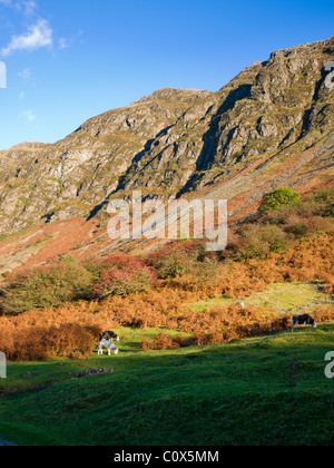 Der Westhang von WhinRigg bei Wastwater bei Nether Wasdale im Lake District National Park, Cumbria, England. Stockfoto