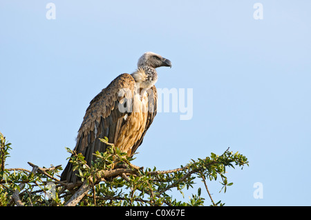 Eine afrikanische Weißrückenspecht Geier sitzen in einer Akazie in der Masai Mara in Kenia. Stockfoto