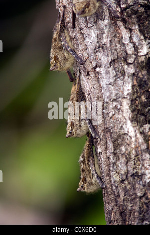 Langnasen-Fledermäuse - La Selva Jungle Lodge, Amazonas-Region, Ecuador Stockfoto