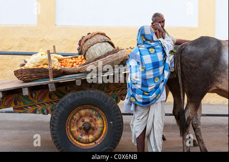 Indischen Bauern, die Transport von Tomaten auf einem Ochsenkarren in den Straßen von Puttaparthi, Andhra Pradesh, Indien Stockfoto