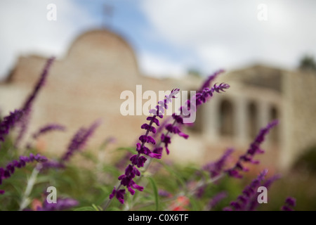 Lila Blüten an Mission San Juan Capistrano, Orange County Stockfoto