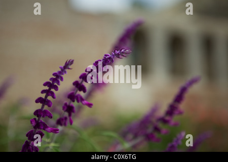 Lila Blüten an Mission San Juan Capistrano, Orange County Stockfoto